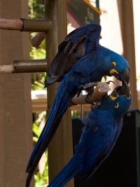 Pair Of Hyacinth Macaw Parrots For Give Away