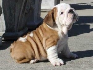 We Have Beautiful English Bulldog puppies