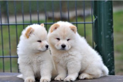 Chow chow puppy 