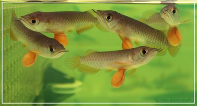 Super red  arowana for sale