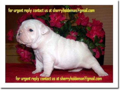 Healthy lovely English bulldog puppies ready for lovely home at (sherryholdeman@gmail.com)