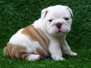 cute and affectionate bulldog puppies for adoption