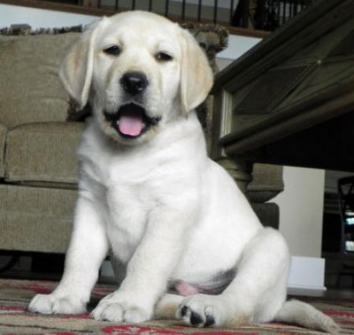 Labrador Retriever Puppies For Sale