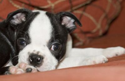 Loving Boston Terrier puppies for sale