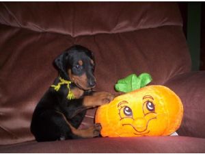 Beautiful doberman puppies ready now
