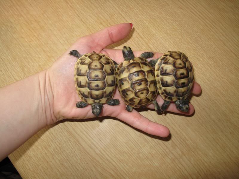 Tortoises and Turtles Now Available