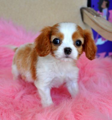 cavalier king charlse spaniel puppies ready for sale
