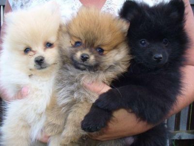 Tiny Micro Teacup Pomeranian Puppies Available Now!