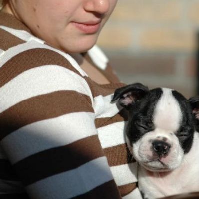 Loving Boston Terrier puppies for sale