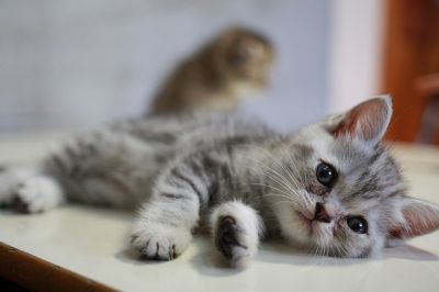 American short hair kittens