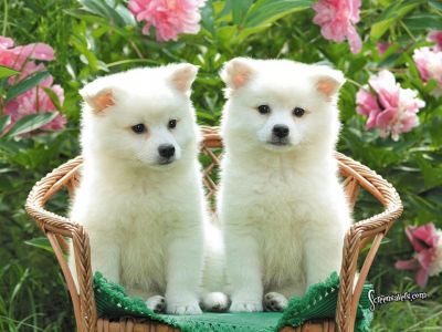 American Eskimo puppies for sale now