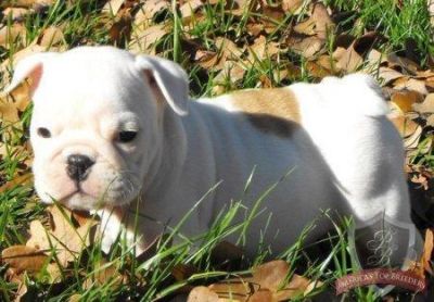 English Bulldog puppies for sale
