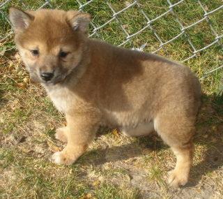 Healthy Shiba Inu Puppies.