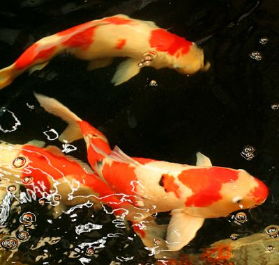 Tropical KOI fishes available at thier best prices.