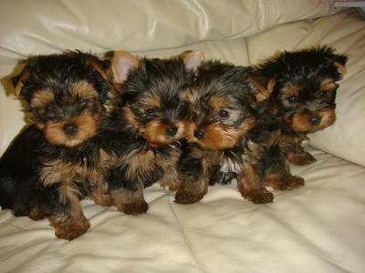 Teacup yorkie puppies