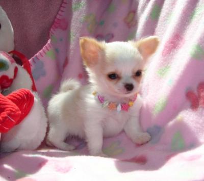available chichuchupuppy for sale 