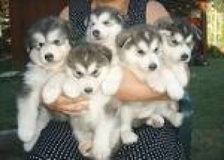 Siberian Husky Puppies for adoption