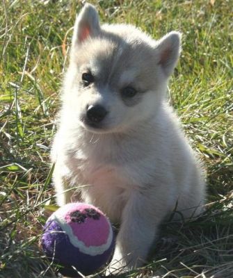 Lovely Siberian Husky Puppies for adoption