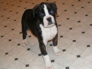 lovely boxerspuppies looking for good homes