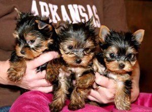Healthy tinny cute teacup yorkie puppies for free adoption