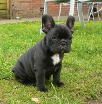 French bulldog puppies for adoption