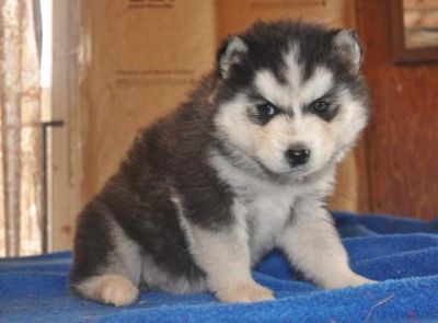 Akc In Md! Siberian Husky Puppies for Sale