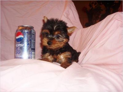 Male And Female Yorkie Puppies For Adoption
