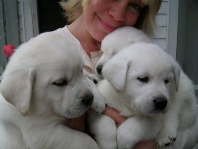 Vaccinated and health guarantee Labrador retriever puppies available 