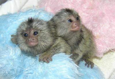 two cute home trained Baby Face marmoset Monkeys available for adoption