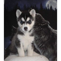 SIBERIAN HUSKIES PUPPIES NEED A GREAT PLACE 