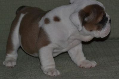 Cute english bulldog puppies.