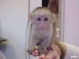 CAPUCHIN MONKIES FOR NEW HOMES NOW.