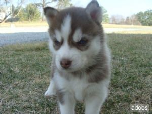 lovely Siberian husky puppies male and female