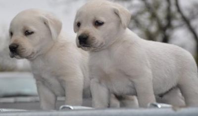 Labrador Retriever puppies for sale