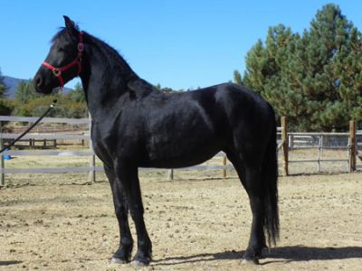 lovely friesian horse for adoption