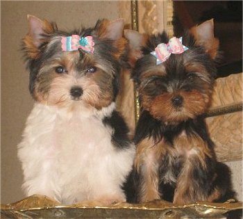 Top Yorkie Puppies For Kids Now Ready To Go