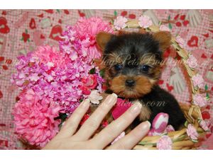 LIL CUTE PLAYFUL HEALTHY YORKIE PUPPIES AVAILABLE