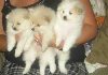 Very Beautiful Teacup Pomeranian Puppies Looking For A New And Lovely 