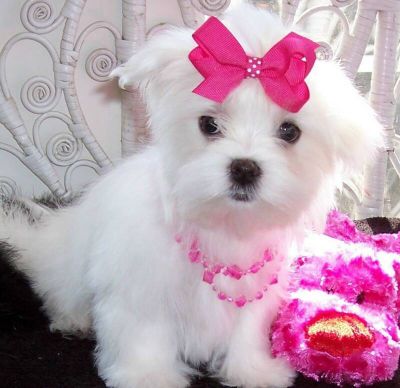 cute and adorable home trained Maltese puppies.