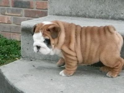 English Bulldog for adoption 