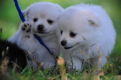 Pomeranian puppies for adoption male and female