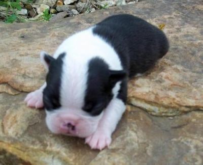 Boston Terrier Puppies for Sale