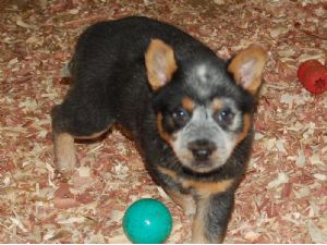 Pure-australian cattle dog PUPPIES FOR SALE!! 3
