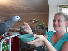 African Grey Parrots