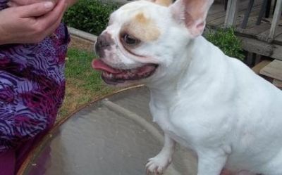 Powerful and adorable Frenchie looking for a peacefull and pets loving family