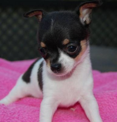 Cute chihuahua puppies for your home