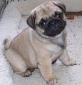 litter Pug puppies for sale .
