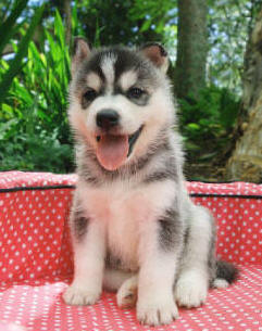 cute syberian husky for  adoption 