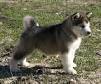 ALASKAN MALAMUTE PUPPIES FOR SELL
