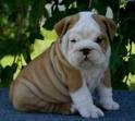 Take our lovely english bulldogs into your family